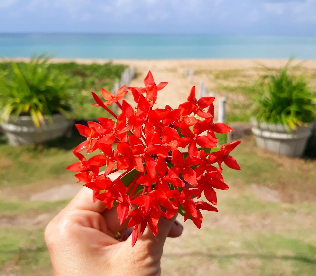 Baía Dos Corais Tamandaré